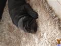 chinese shar pei puppy posted by Mossy v